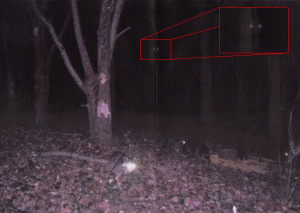 A set of glowing spots in this image taken from a game camera a few years ago almost appear to be eyes what some believe could be a Bigfoot or Sasquatch.