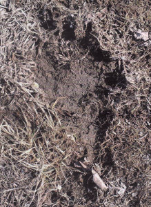 A photo of a footprint Don Neal believes was made by a bigfoot or sasquatch.