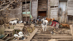 Animal Rescue Corps - Photo by Amiee Stubbs