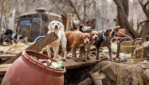Animal Rescue Corps - Photo by Amiee Stubbs