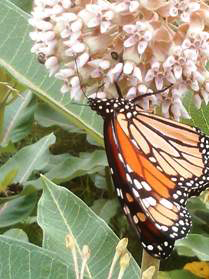 A Monarch butterfly at Lincoln Homestead State Park in Springfield, Ky.